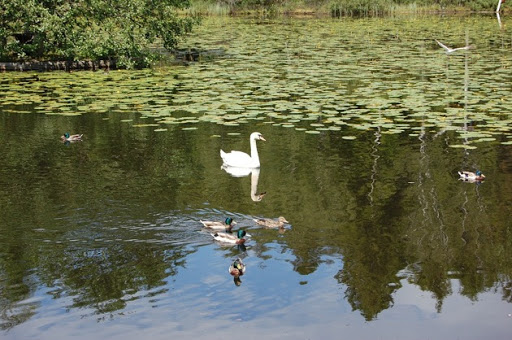 Fågeldammarna i Surte